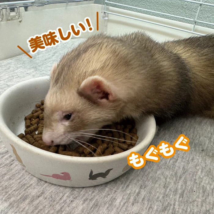 フェレットMIX (1kg)【KOTOオリジナル】