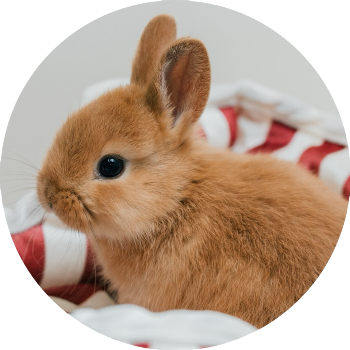 うさぎ